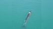 Una ballena de aleta se deja ver por primera vez en el Caribe colombiano