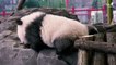 Les bébés pandas du zoo de Berlin font leur première sortie