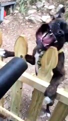 Intense Battle between Blower and Boxer