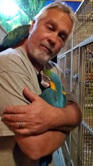 Man Gives His Macaws Goodnight Hugs and Kisses