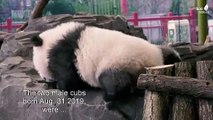 Berlin Zoo presents twin panda cubs to the public for the first time