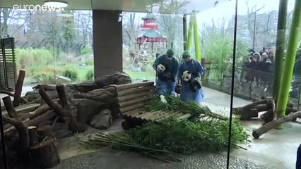 Панды-близнецы вышли в свет