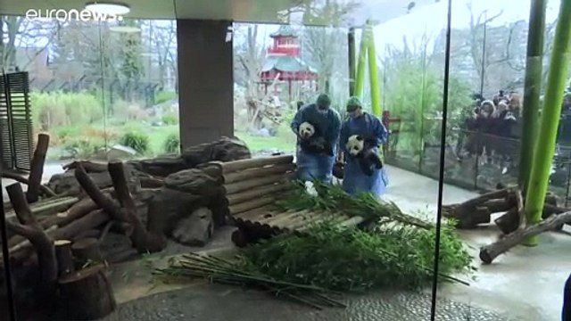 Панды-близнецы вышли в свет