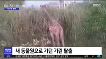 [이 시각 세계] 새 동물원으로 가던 기린 탈출
