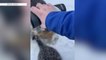 Check This Out: Oil worker uses his coffee to save kittens frozen to ground