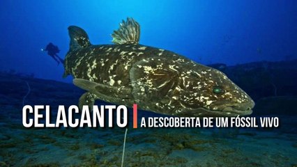 CELACANTO - A descoberta de um FOSSIL VIVO