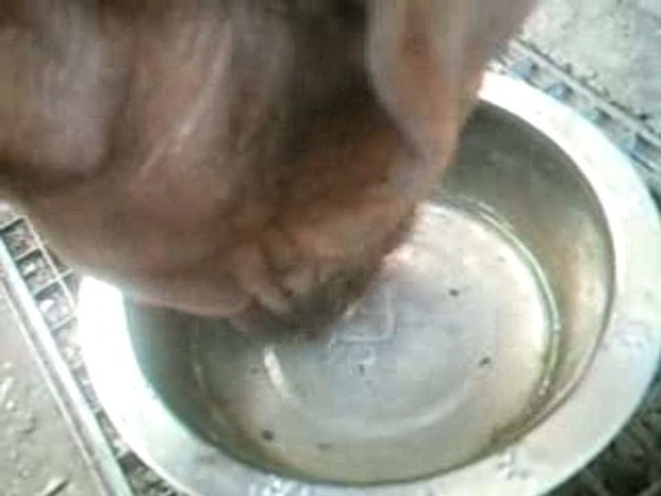 My Dog