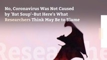 No, Coronavirus Was Not Caused by 'Bat Soup'–But Here's What Researchers Think May Be to Blame