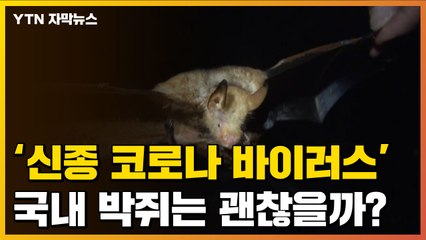 [자막뉴스] '신종 코로나 바이러스' 국내 박쥐는 괜찮을까? / YTN