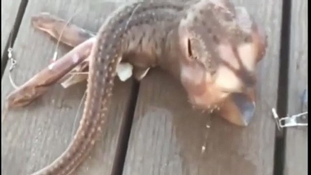 Fisherman catches mystery sea monster with 'three legs' in creepy footage