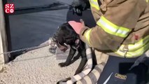 Ağzına konserve sıkışan köpeği itfaiye ekipleri kurtardı
