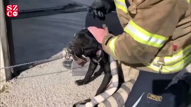 Ağzına konserve sıkışan köpeği itfaiye ekipleri kurtardı