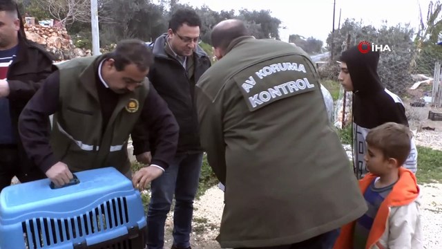 Kızıl şahine kamyon çarptı