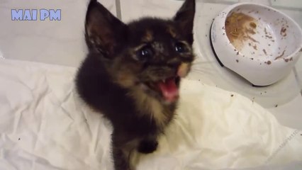 Best Of Cute Kittens Meowing Compilation 2018 - New video - Cat compilation videos