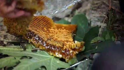 Bal Ülkesi - Honeyland