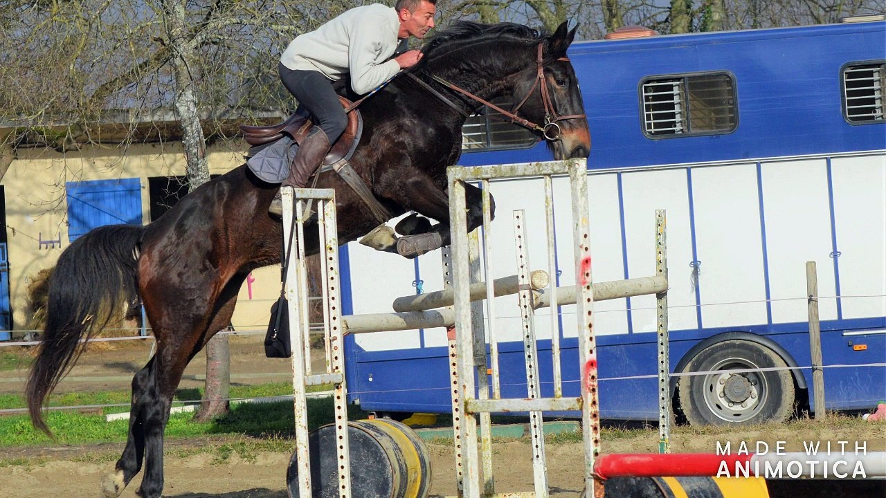 Diams des Lacs née en 2013 par kannan mère Quidam de revel,Chin chin , Darco