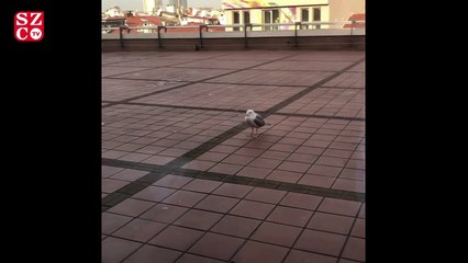Domuz gribine yakalanan Nilüfer'den yeni paylaşım