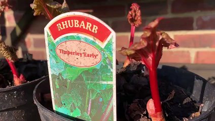 West Yorkshire Is One Of The Best Places To Grow Rhubarb!