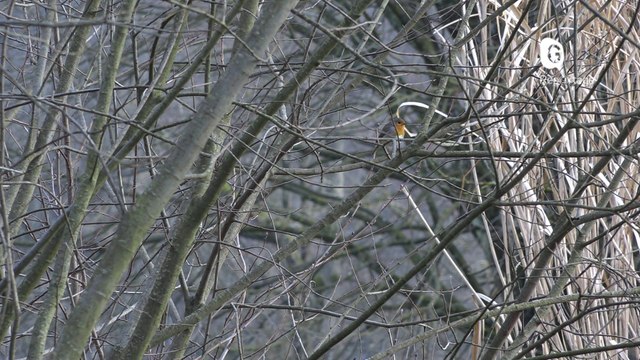 Reportage - Compter les oiseaux avec la LPO