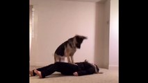 Ce chien sait faire le massage cardiaque pour sauver sa maitresse !