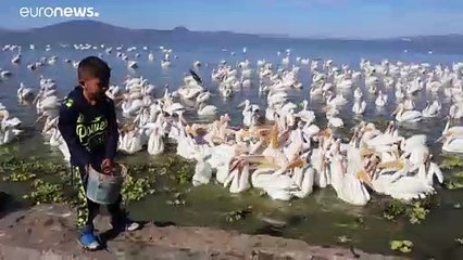 Pelícanos migrantes, un maná caído del cielo para México