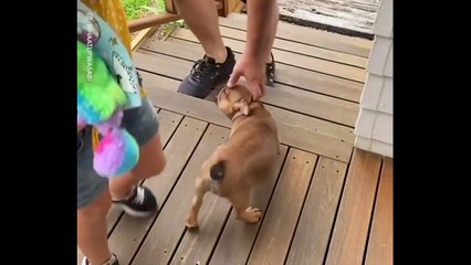 Ce chien twerk quand il est content et c'est hilarant !