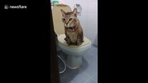 This clever cat uses toilet like a human