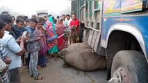 Elephant tragically dies after truck crash in east India