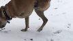Two Legged Dog Takes a Stroll Through the Snow