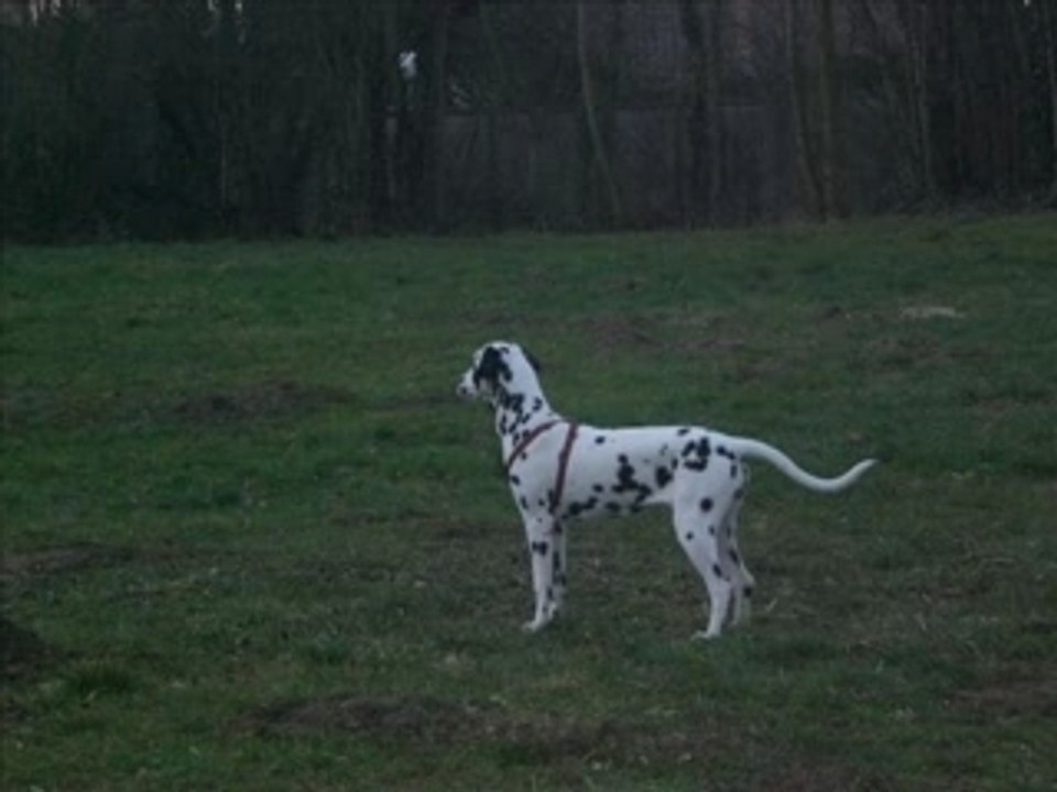 Les 5 Dalmatiens du Rès d'Almont