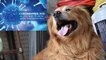 A Dog saves a Taiwan woman from Corona virus | Corona Virus | Dog | Oneinida kannada