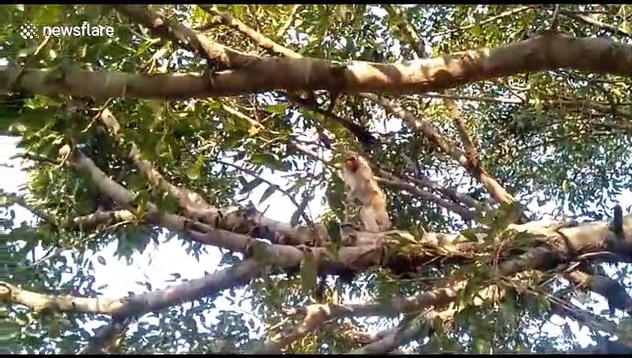 Villagers dress up as bears to scare off marauding monkeys in rural north India