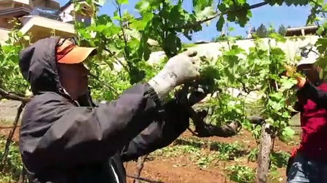 La viticulture mondiale menacée par le réchauffement climatique