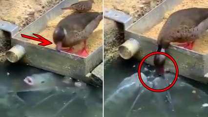Old Video But Great Video || Duck Feeds Grains To Fish || Oneindia Telugu