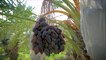 Dates Farming and Dates Harvesting & Dates Packing - Modern Agricultural of Dates