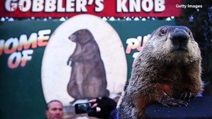 PETA Wants Groundhog Day Star Punxsutawney Phil To Retire And Be Replaced By AI