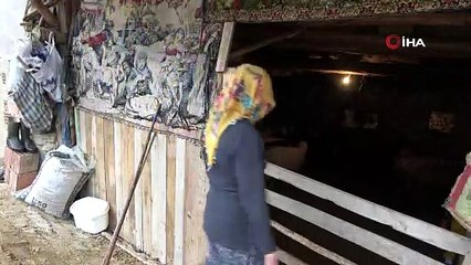 19 yaşında aldığı devlet desteğiyle hayvancılığa başladı