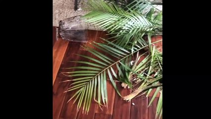 Quand ton chien a fait une grosse bêtise et sa réaction est hilarante !