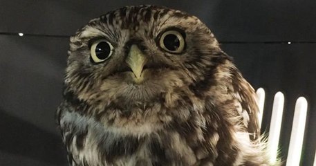 Ils sauvent un hibou dans un fossé, le pensant blessé, mais il est juste « trop gros pour voler »