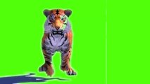 Tiger run cycle Green Background screen || Green screen background tiger || green screen video || tiger green screen || green screen tiger #run