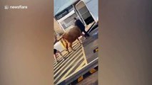 Escaped cow captured in McDonald's car park in Australia