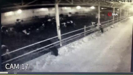 6.8'lik depremde hayvanların panik anları böyle görüntülendi