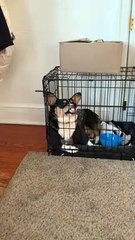 Corgi Rests Nose Against Crate