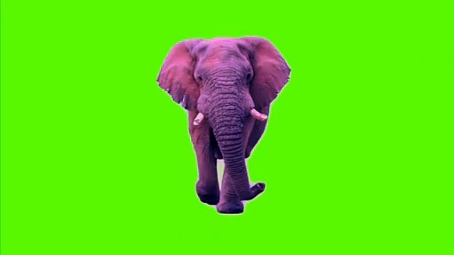 elephant elephants green screen background