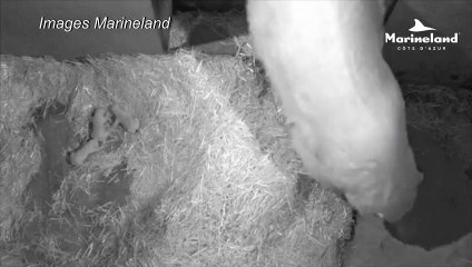 Trois oursons blancs sont nés au Marineland d'Antibes