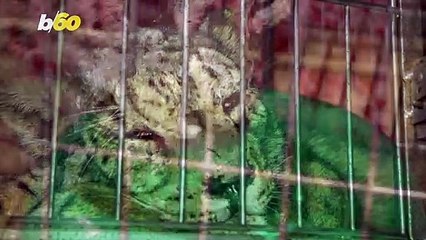 Snow Leopard Rescued After Shotgun Wound Makes Unexpected Friends at a Shelter