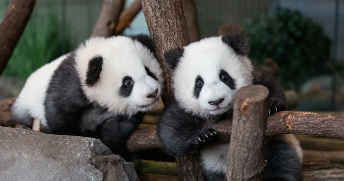 Les deux bébés pandas du zoo de Berlin enfin présentés au public