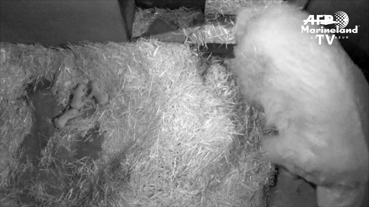 Eisbärin Flocke bekommt Drillinge in französischem Zoo