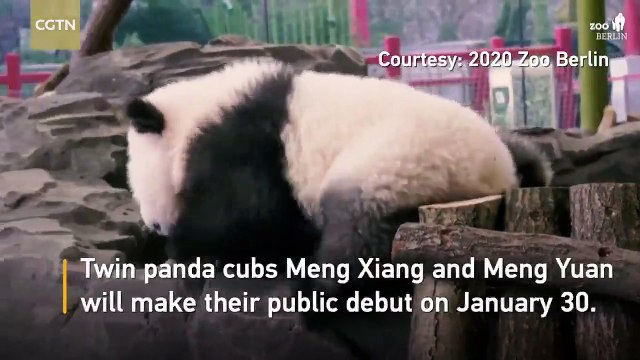 Deux bébés pandas sont nés au zoo de Berlin