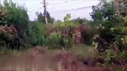 Deux girafes fugitives se font la belle en Thaïlande